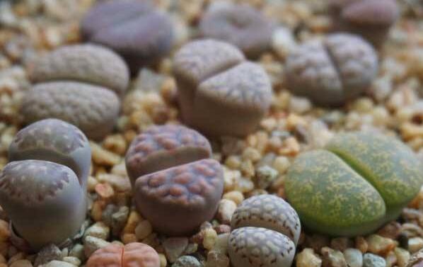 生石花用什么土最好，適宜的土壤配制