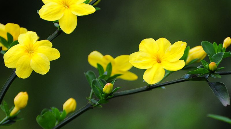 迎春花會(huì)結(jié)果嗎