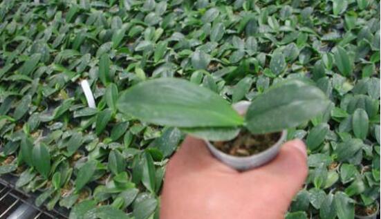 蝴蝶蘭種子種植方法，自然播種是家庭常用種植方法(繁殖率低)