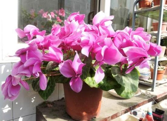 仙客來為什么不開花,仙客來不開花怎么辦