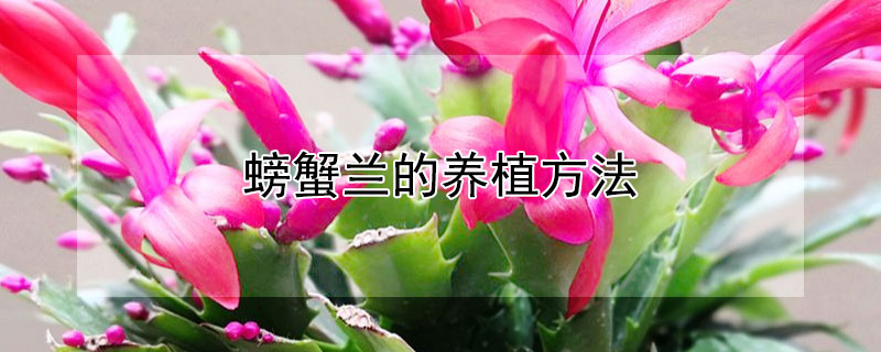 螃蟹蘭的養(yǎng)植方法