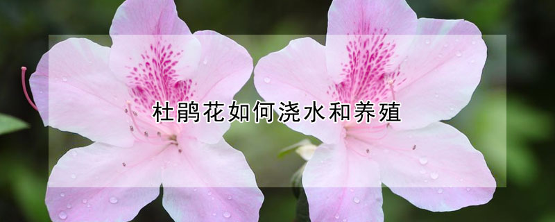 杜鵑花如何澆水和養(yǎng)殖