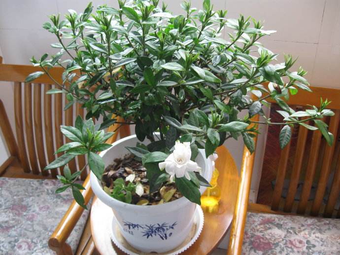 盆栽梔子花花少該怎么辦，了解以下四點可以讓你的梔子花開爆