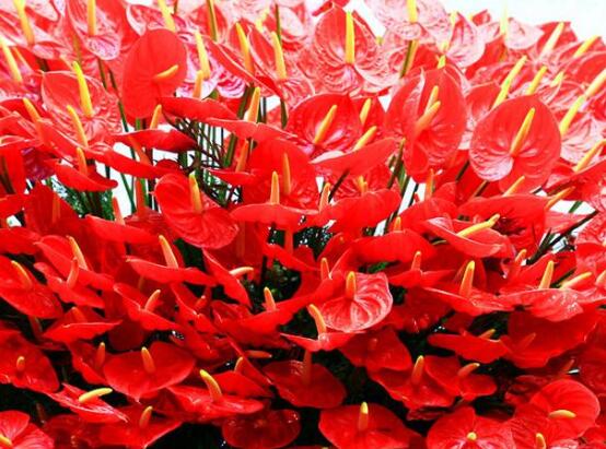 紅掌施什么肥好，紅掌施氮磷鉀復合肥最好