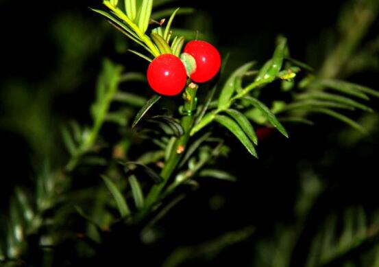 家養(yǎng)紅豆杉有什么好處，延年益壽、身體健康、長壽幸福