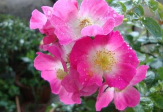 薔薇花的養(yǎng)殖方法和注意事項(xiàng)，八大養(yǎng)殖方法和注意事項(xiàng)