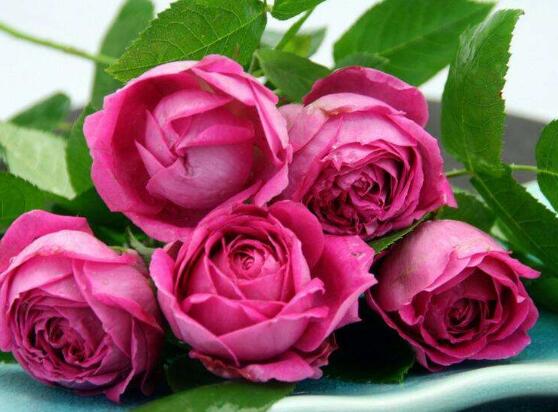 薔薇花的冬季怎么養(yǎng)，薔薇花的冬季養(yǎng)殖方法