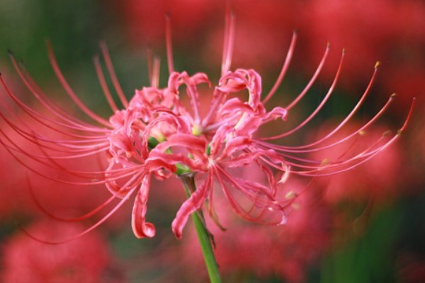 彼岸花不同顏色的花語(yǔ)