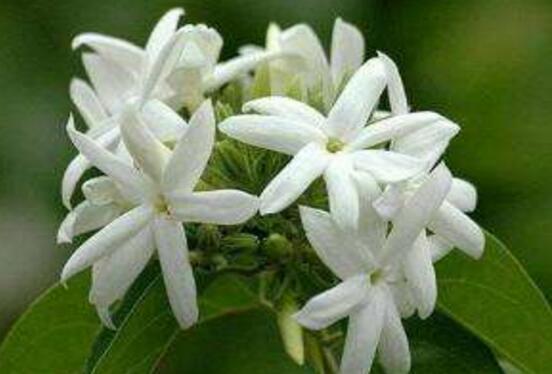 茉莉花怎么澆水，茉莉花澆水方法