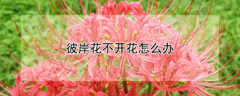 彼岸花不開(kāi)花怎么辦