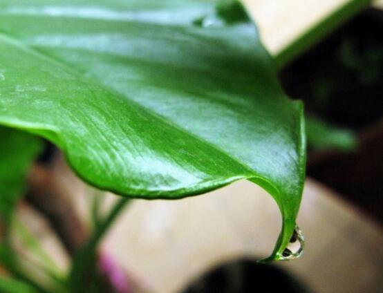 滴水觀音的日常養(yǎng)護(hù)，做好六個(gè)要點(diǎn)生長(zhǎng)更茂盛