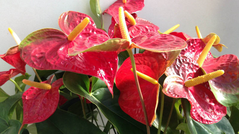紅掌葉尖發(fā)黃怎么補(bǔ)救