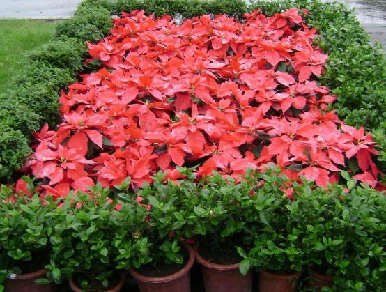 家中養(yǎng)一品紅有什么好處，家中有孕婦能養(yǎng)一品紅嗎