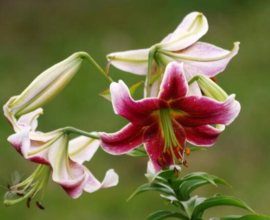百合花花語，代表著純潔、熱烈的愛、永遠(yuǎn)的幸福