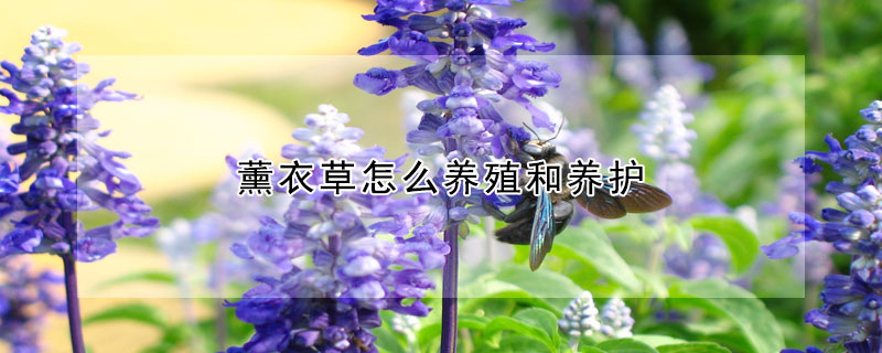 薰衣草怎么養(yǎng)殖和養(yǎng)護(hù)