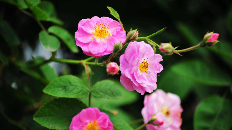 野薔薇花語(yǔ)