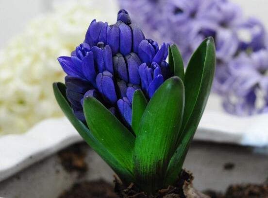 風信子開花后怎么處理，開花后處理方法