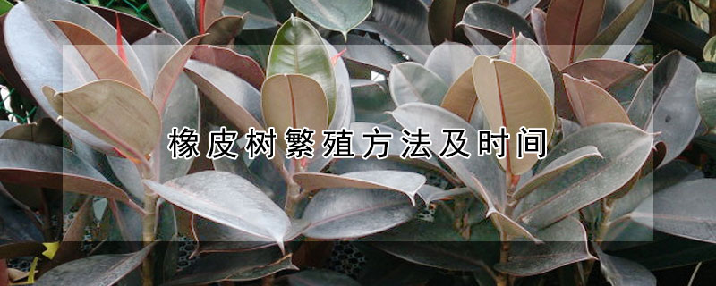 橡皮樹繁殖方法及時(shí)間