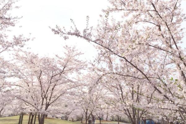 櫻花的花語(yǔ)是什么