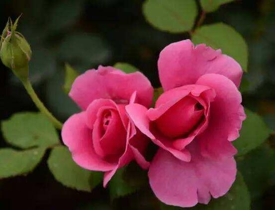 月季花冬季怎么施肥，三個(gè)簡(jiǎn)單方法便可安然過(guò)冬