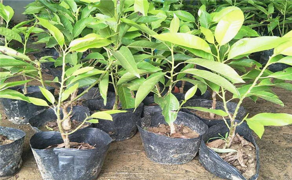 白蘭花圖片_最新報價_功效作用_養(yǎng)殖方法