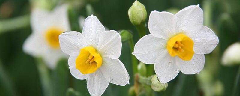 水仙花怎么養(yǎng)殖方法