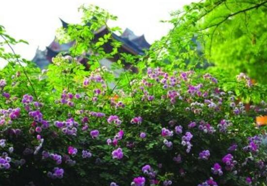 紫色薔薇花圖片，紫色薔薇花美麗傳說(shuō)