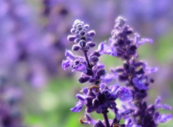薰衣草精油的功效與用法，美容養(yǎng)顏、舒緩心情