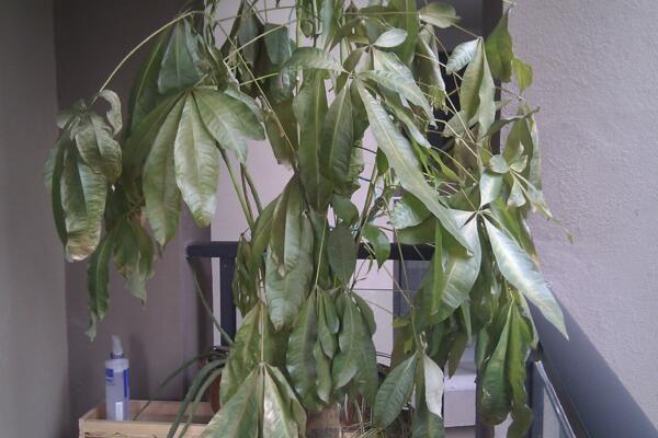 發(fā)財樹樹干變軟怎么辦，具體原因以及處理方法