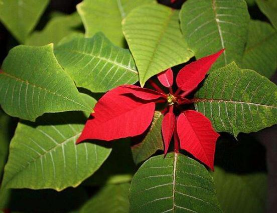 一品紅病蟲害怎么辦，一品紅病蟲害防治辦法