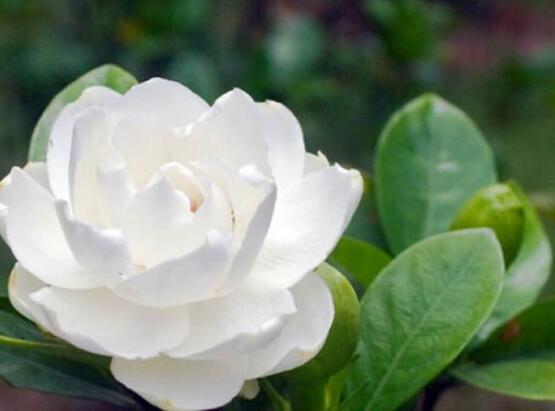 梔子花的花語，梔子花代表永恒的愛與約定