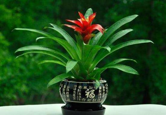 鴻運(yùn)當(dāng)頭為什么不開花，鴻運(yùn)當(dāng)頭不開花怎么辦