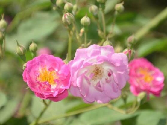 薔薇花的種植方法，盤點(diǎn)薔薇花七大種植方法