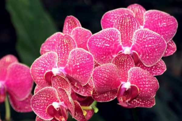 蝴蝶蘭水養(yǎng)能開(kāi)花嗎