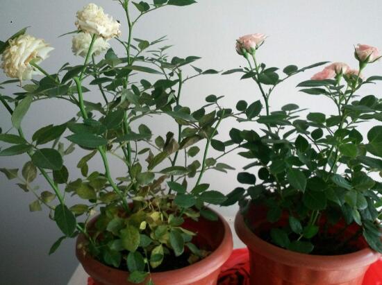 月季花葉子枯萎原因，月季花葉子枯萎了怎么辦