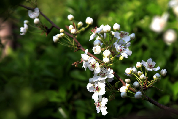 梨花花語(yǔ)