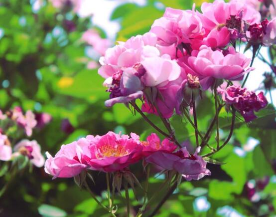 藤本月季和薔薇的區(qū)別，刺大的是藤本月季（三種區(qū)別方法）
