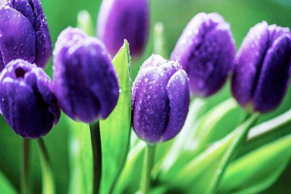 郁金香花語(yǔ)，不同顏色的郁金香花語(yǔ)不同