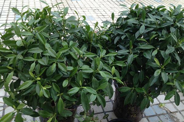 平安樹掉葉子怎么辦，5種原因以及處理方法