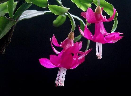 蟹爪蘭不開花怎么辦，做好六個(gè)要點(diǎn)花開爆盆