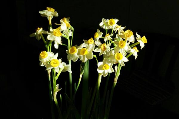 水仙什么時(shí)候開花，冬天開花，養(yǎng)護(hù)得當(dāng)可延長(zhǎng)花期