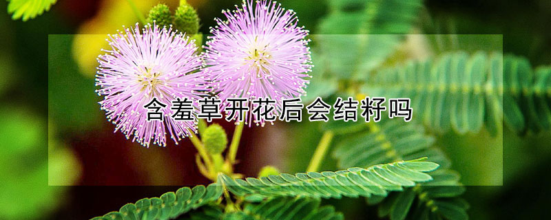 含羞草開花后會結籽嗎