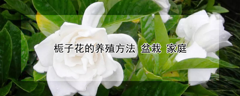梔子花的養(yǎng)殖方法 盆栽 家庭