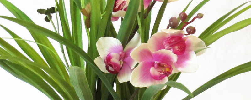 蝴蝶蘭小苗幾年能開(kāi)花
