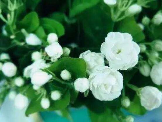 茉莉花掉葉子怎么辦，四種原因以及解決辦法