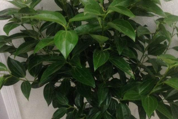 平安樹用什么肥料好，枝繁葉茂氮磷鉀肥