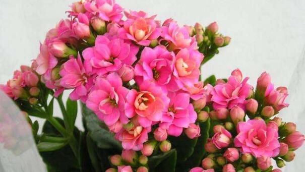 長(zhǎng)壽花夏天開(kāi)花嗎，夏天不開(kāi)花進(jìn)入休眠期