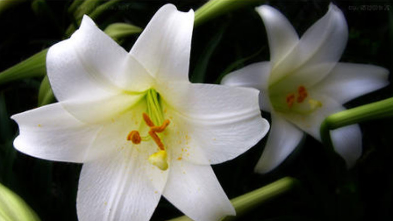 香水百合花語(yǔ)