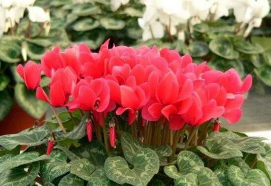 仙客來(lái)的花有什么特點(diǎn)，仙客來(lái)圖片大全鑒賞