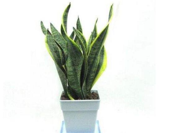 家里養(yǎng)虎皮蘭不吉利嗎，虎皮蘭的風(fēng)水作用能提升財運(yùn)